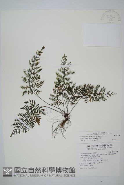 線片長筒蕨藏品圖，第1張