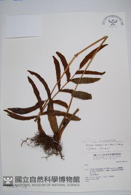 尾葉實蕨藏品圖，第1張