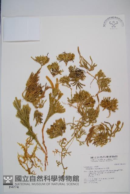 玉柏藏品圖，第1張