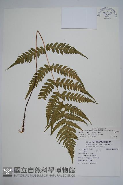 東洋蹄蓋蕨、假蹄蓋蕨藏品圖，第1張