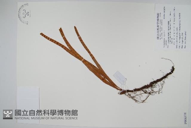 登錄號:P008574藏品圖，第1張