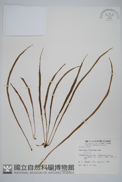 書帶蕨藏品圖，第1張