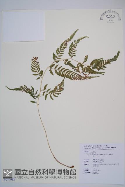 日本蹄蓋蕨藏品圖，第1張