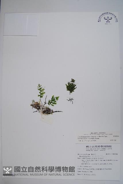 翅柄假膜蕨藏品圖，第1張