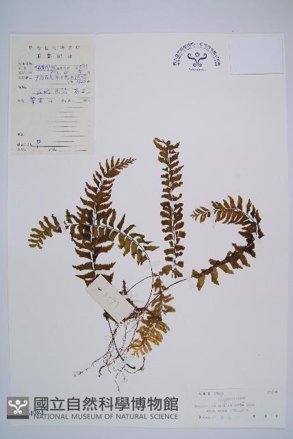 陰濕鐵角蕨藏品圖，第1張