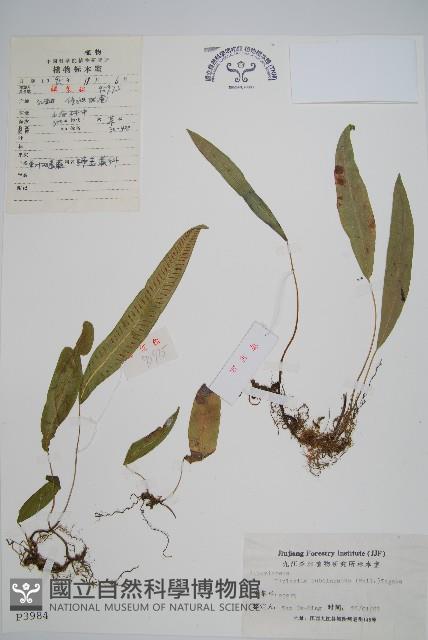 Accession Number:P003984 Collection Image, Figure 1, Total 4 Figures