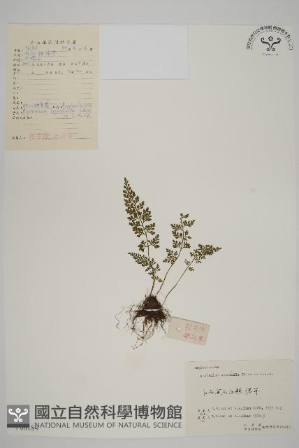 相似鐵角蕨藏品圖，第1張