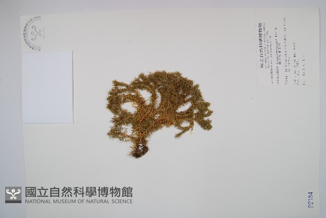 柳杉葉蔓石松藏品圖，第1張