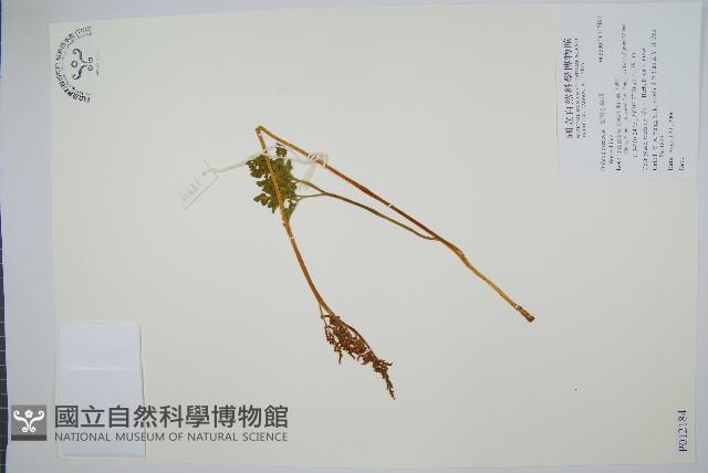 大陰地蕨、大羽陰地蕨藏品圖，第1張