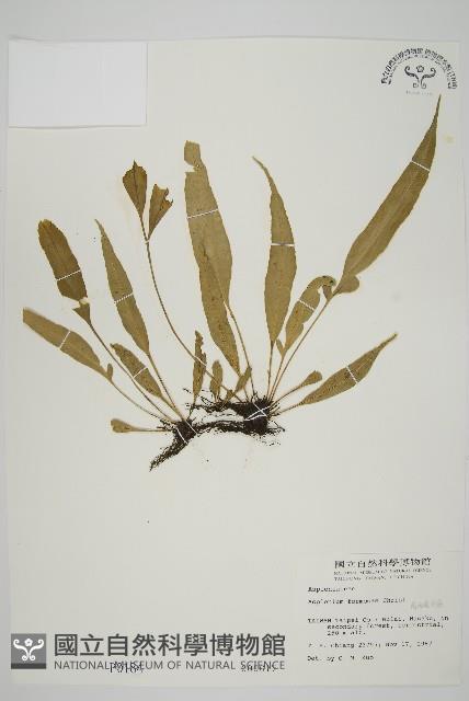 南海鐵角蕨藏品圖，第1張