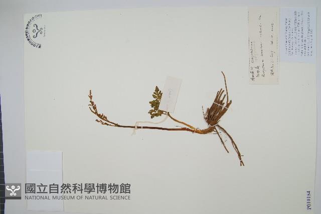 大陰地蕨、大羽陰地蕨藏品圖，第1張