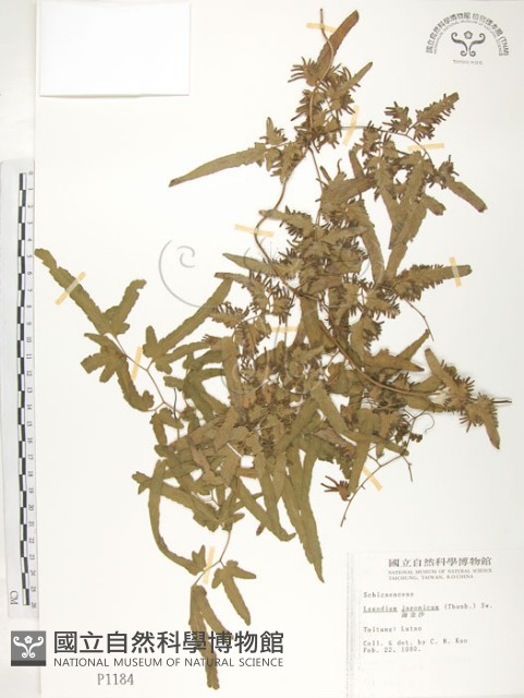 海金沙藏品圖，第1張