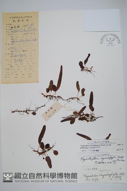 岡本氏茀蕨藏品圖，第1張