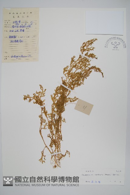 翠雲草、藍草藏品圖，第1張