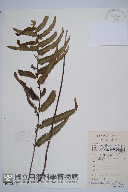 虎克氏鱗蓋蕨藏品圖，第1張