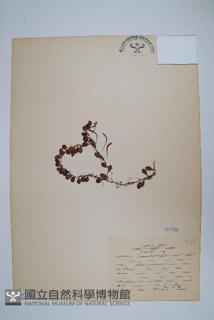 抱樹蕨、伏石蕨藏品圖，第1張