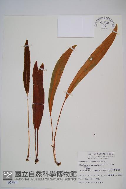 垂葉舌蕨藏品圖，第1張