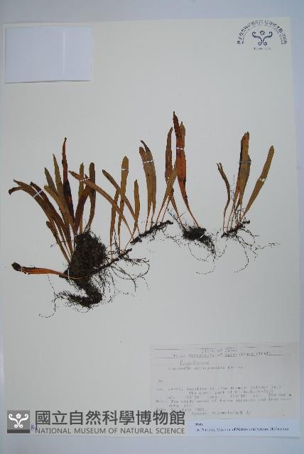 登錄號:P012784藏品圖，第1張