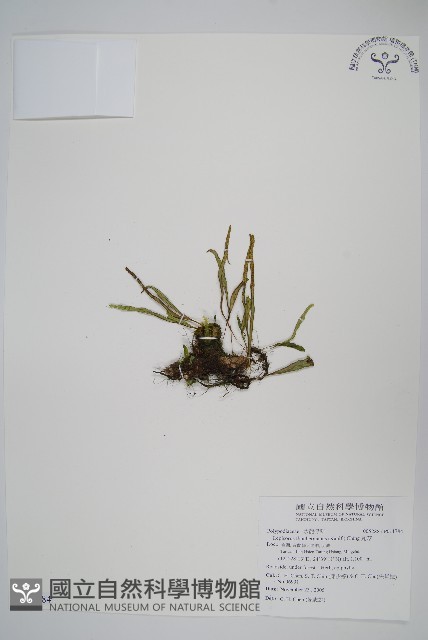 瓦葦藏品圖，第1張