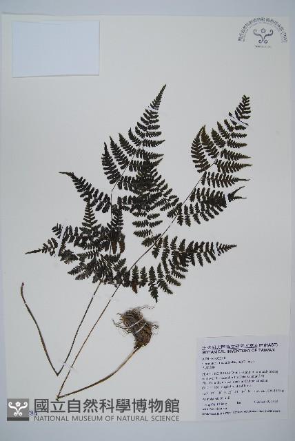 大葉貞蕨藏品圖，第1張