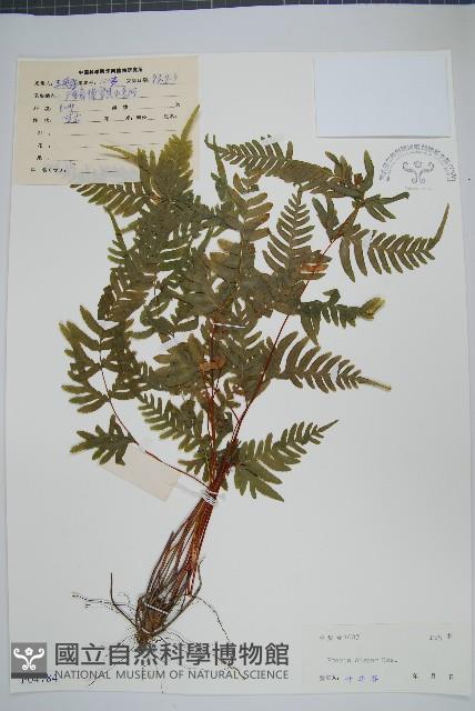 天草鳳尾蕨藏品圖，第1張