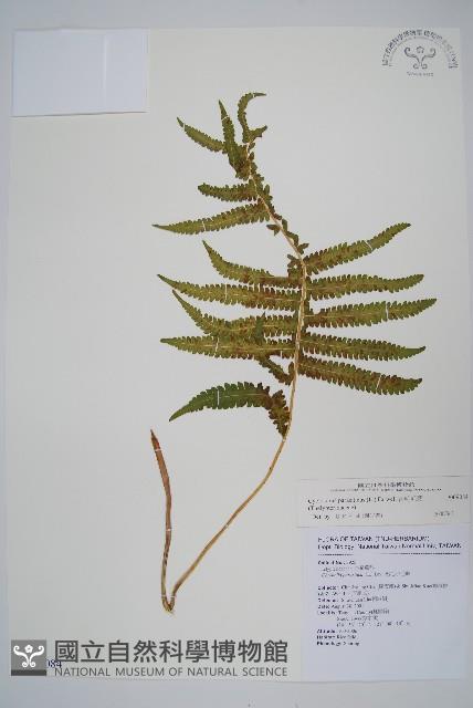 密毛毛蕨藏品圖，第1張