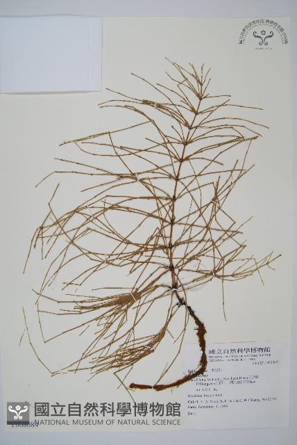 登錄號:P008084藏品圖，第1張