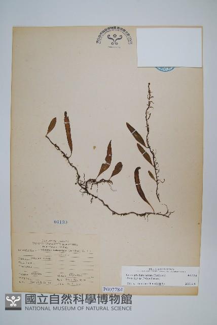 骨牌蕨藏品圖，第1張