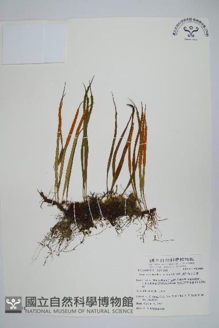 擬烏蘇里瓦葦藏品圖，第1張