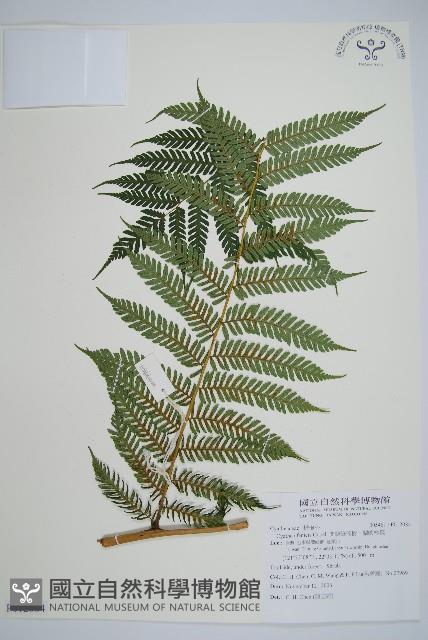 蘭嶼筆筒樹、蘭嶼桫欏藏品圖，第1張