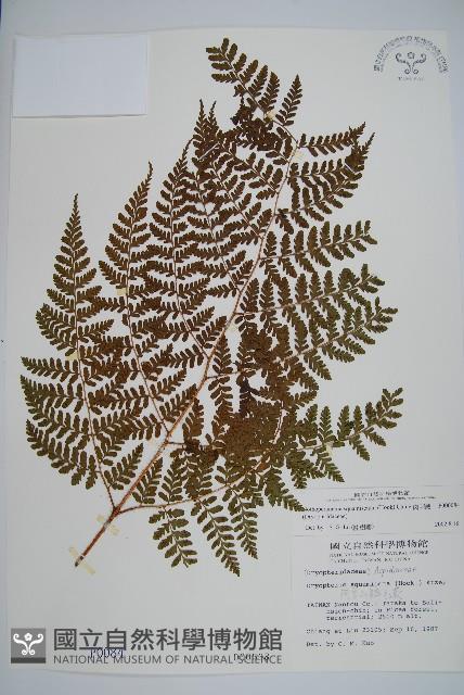 阿里山肉刺蕨藏品圖，第1張