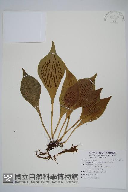 車前蕨藏品圖，第1張