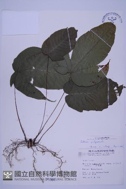 南投三叉蕨藏品圖，第1張