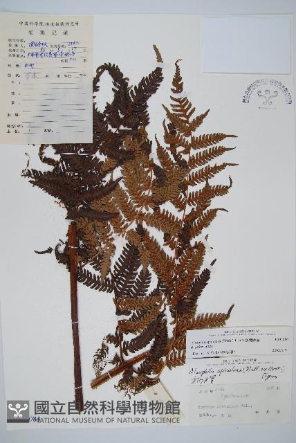 臺灣桫欏藏品圖，第1張