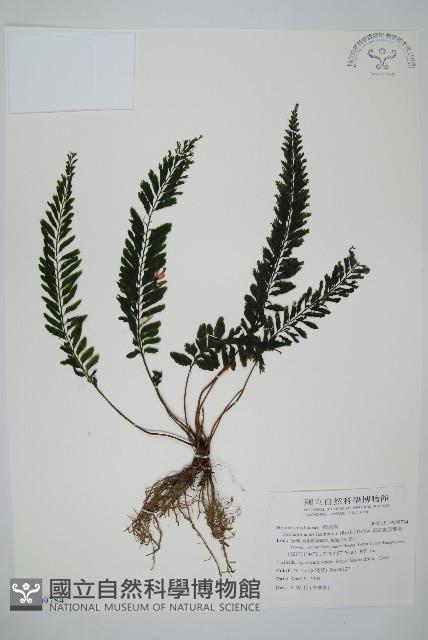 菲律賓厚葉蕨藏品圖，第1張