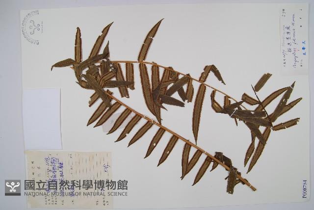 福建蓮座蕨藏品圖，第1張