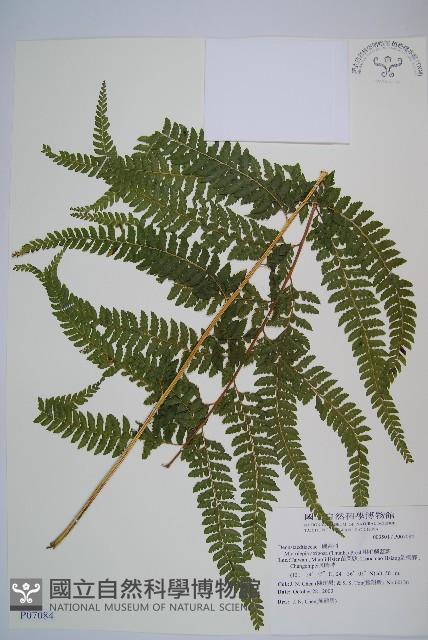 粗毛鱗蓋蕨藏品圖，第1張