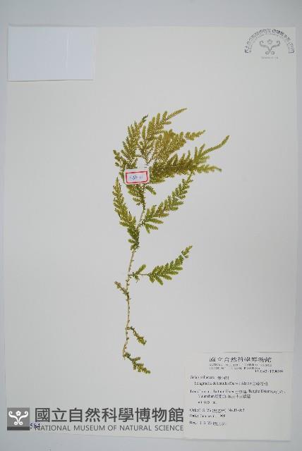 全緣卷柏藏品圖，第1張