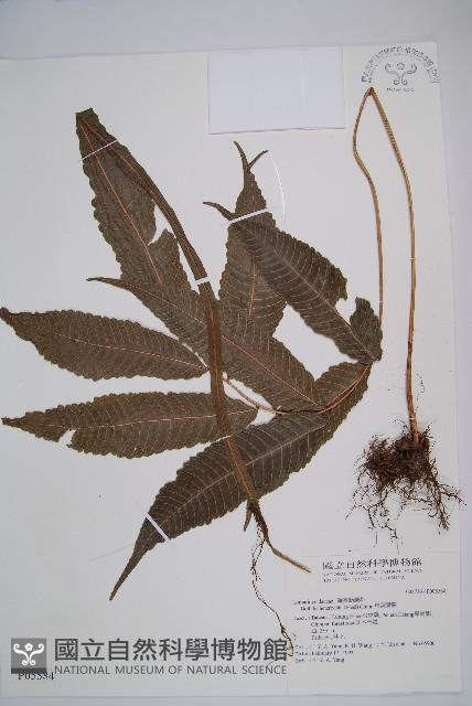 尾葉實蕨藏品圖，第1張