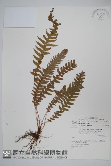 翅軸假金星蕨、短柄卵果蕨藏品圖，第1張