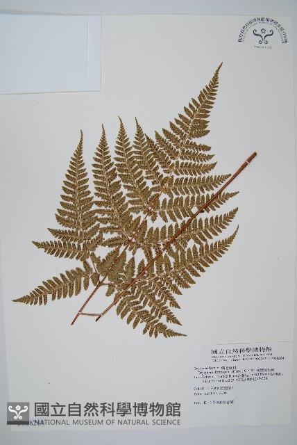 臺灣鱗毛蕨藏品圖，第1張