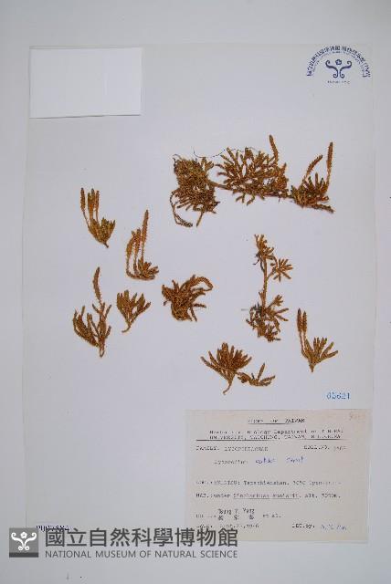 玉山石松藏品圖，第1張