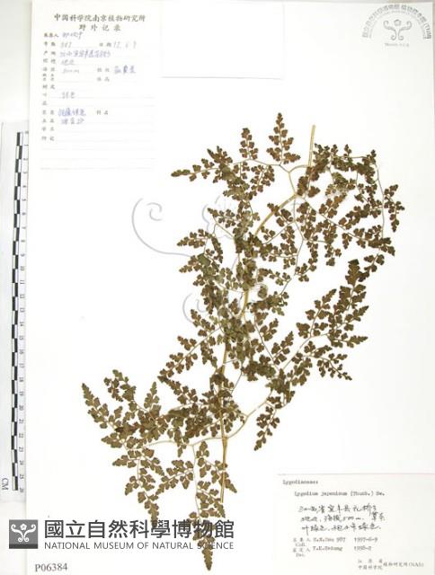 海金沙藏品圖，第1張