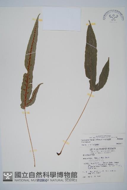 崇澍蕨藏品圖，第1張