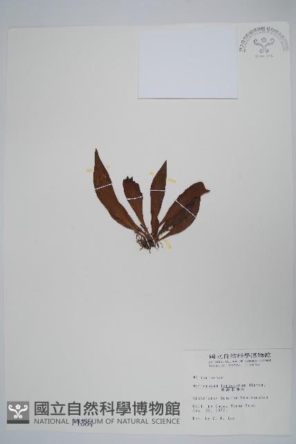 臺灣車前蕨藏品圖，第1張