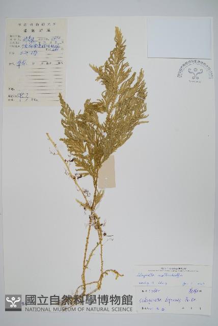 異葉卷柏藏品圖，第1張