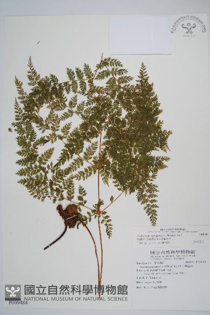 台灣小膜蓋蕨藏品圖，第1張