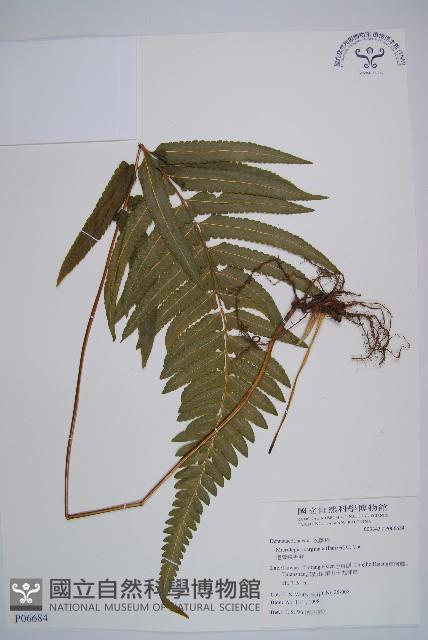 邊緣鱗蓋蕨藏品圖，第1張