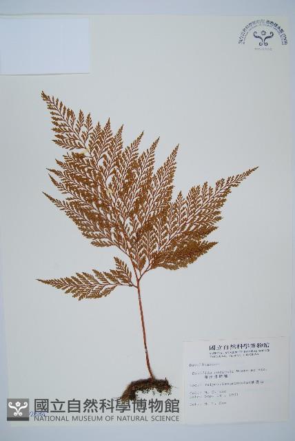 海州骨碎補藏品圖，第1張