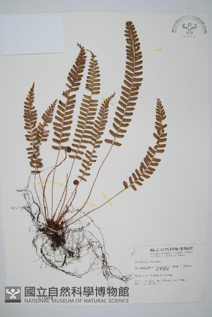 對生耳蕨藏品圖，第1張